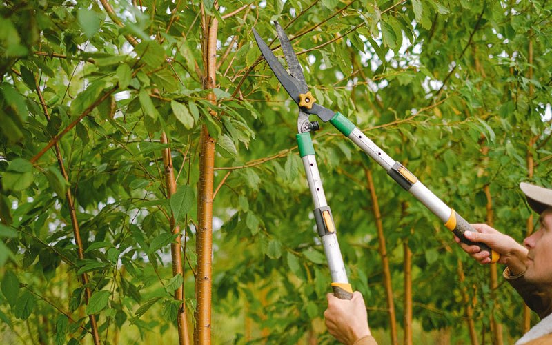 Tree trimming in Ainsworth, NE